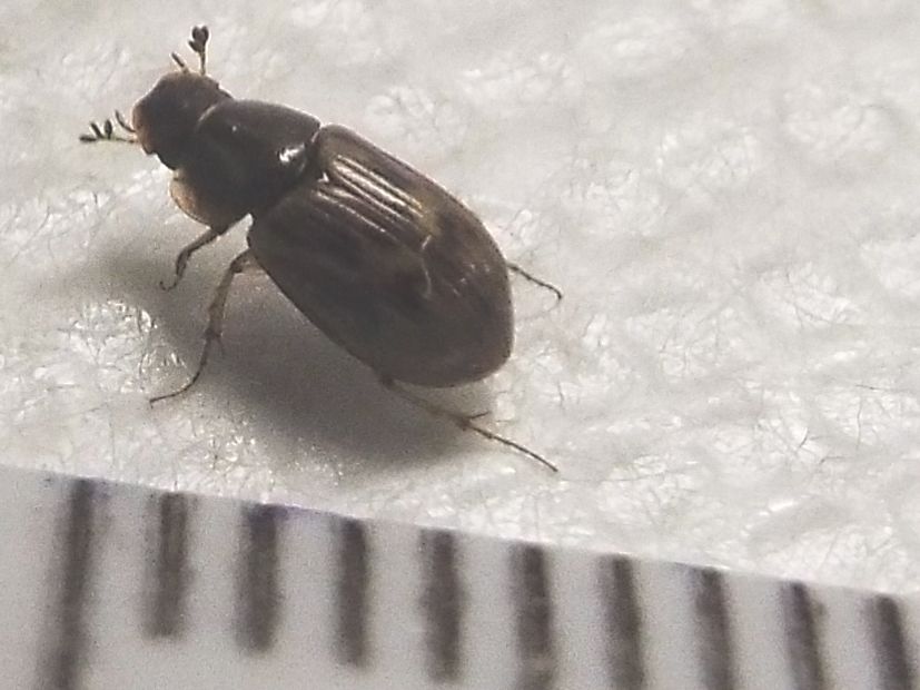 Nimbus johnsoni  (Aphodiidae)